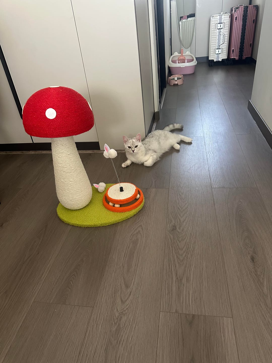 Customer photo review of Red Mushroom Cat Scratching Post