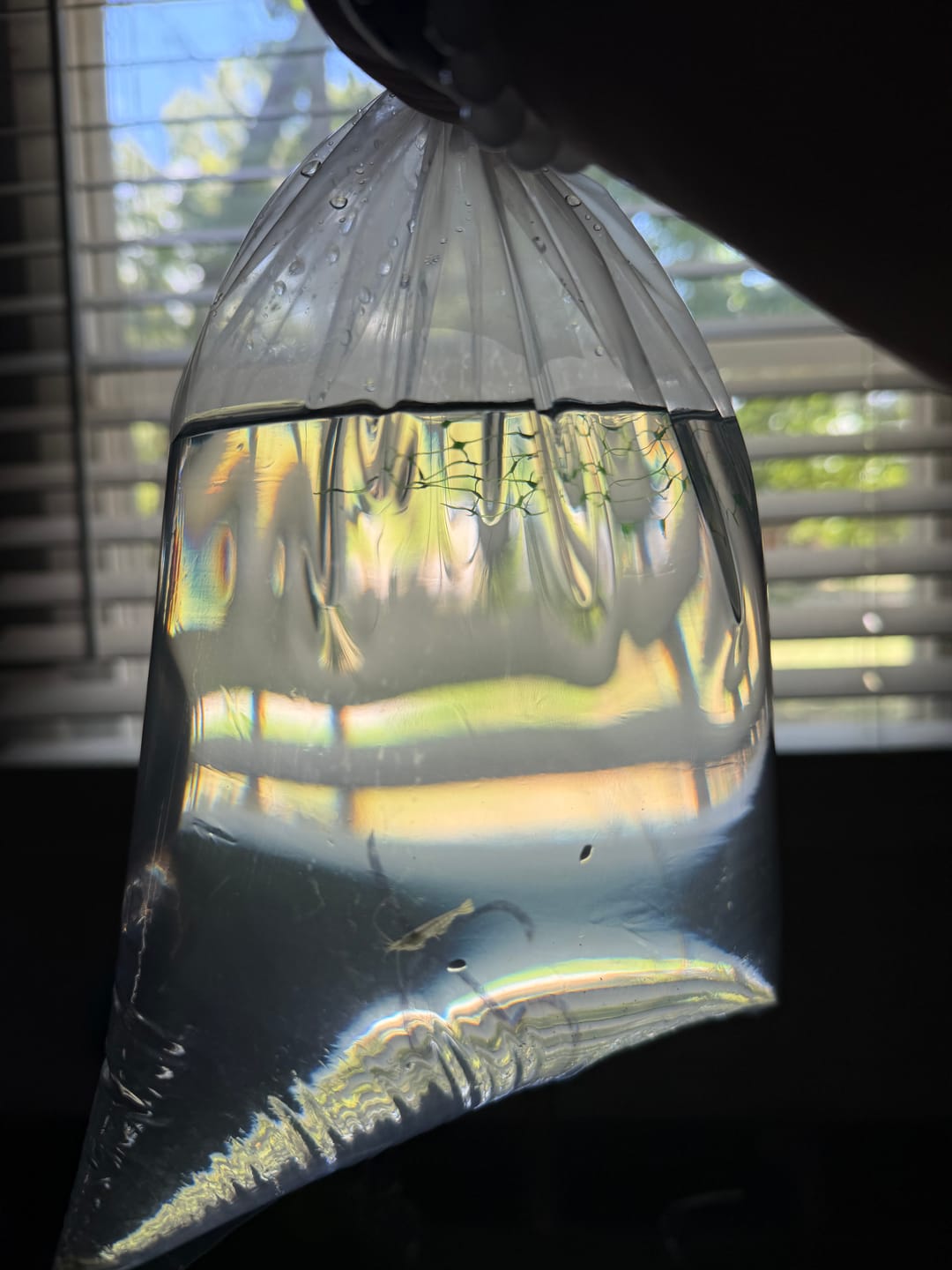 Customer photo review of Amano Shrimp