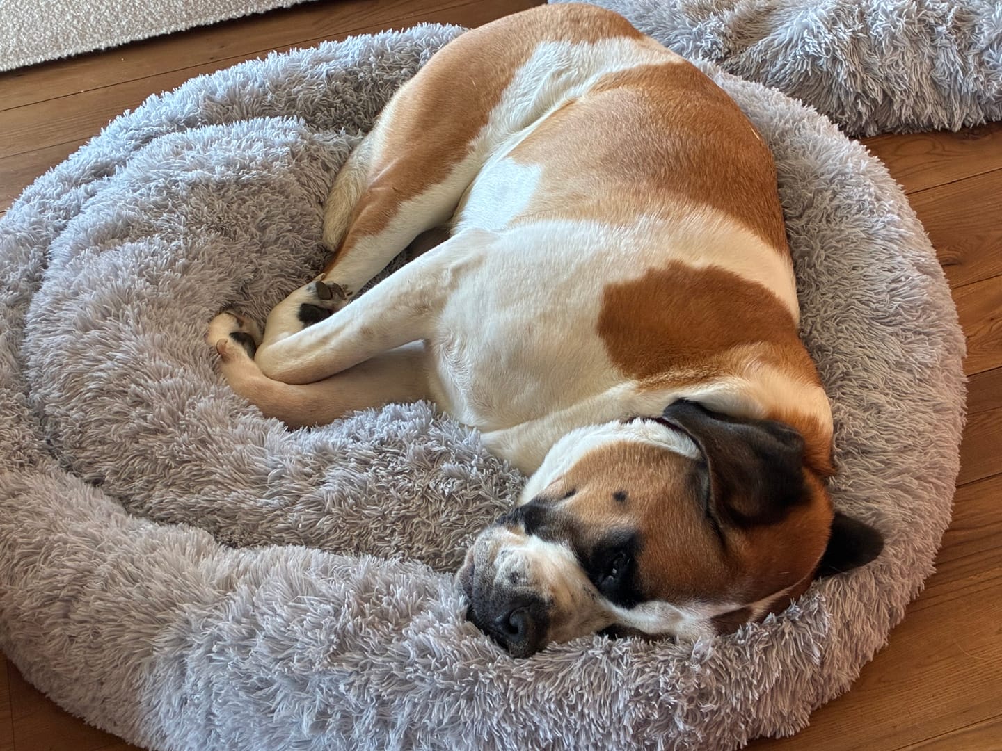 Customer photo review of Puppery Hundebett Wolke 7 - Das Original