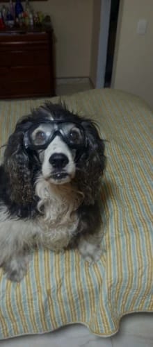 Customer photo review of CANLUX Pet - Gafas para Mascotas