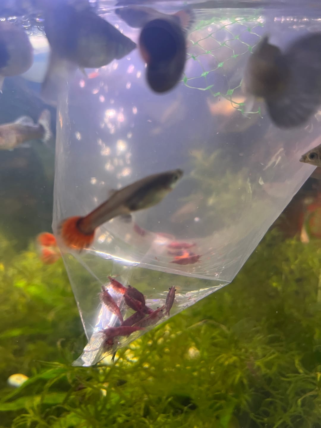 Customer photo review of Fire Red Cherry Shrimp