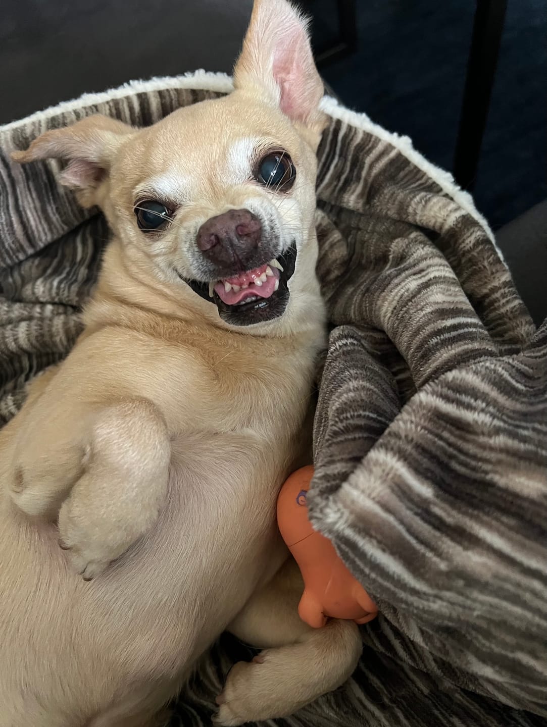 Customer photo review of ProDenta by PupLabs™ - Advanced Dental Health for Dogs