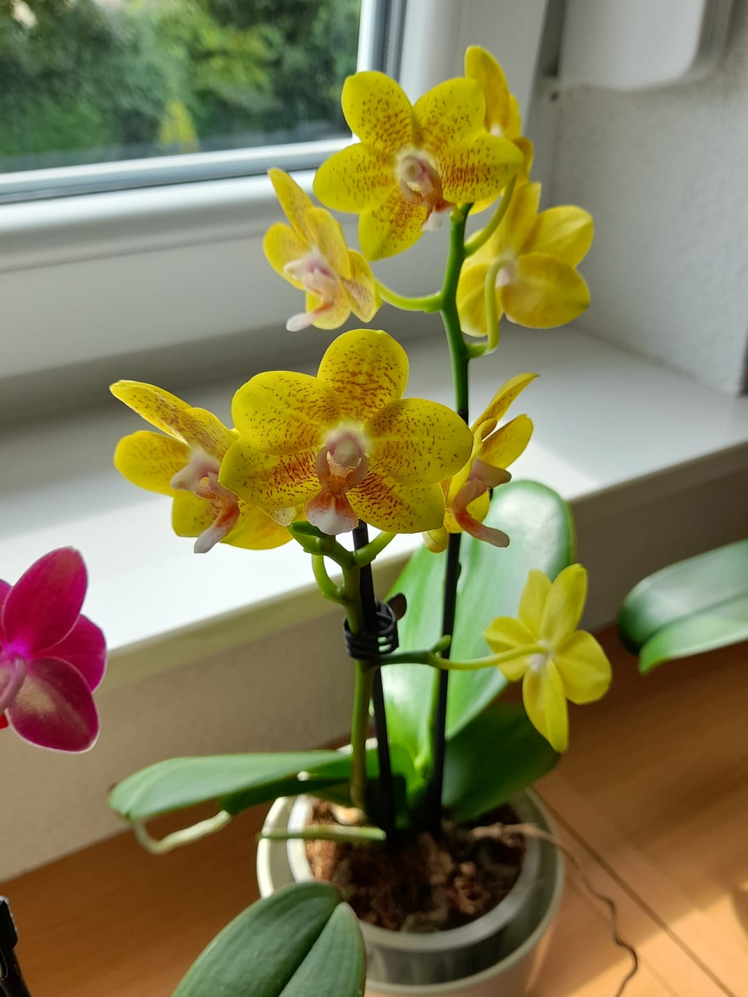 Customer photo review of Duftorchidee Table Dance Citrin-Gelb mit gelb-gepunkteten Blüten und 2 Rispen
