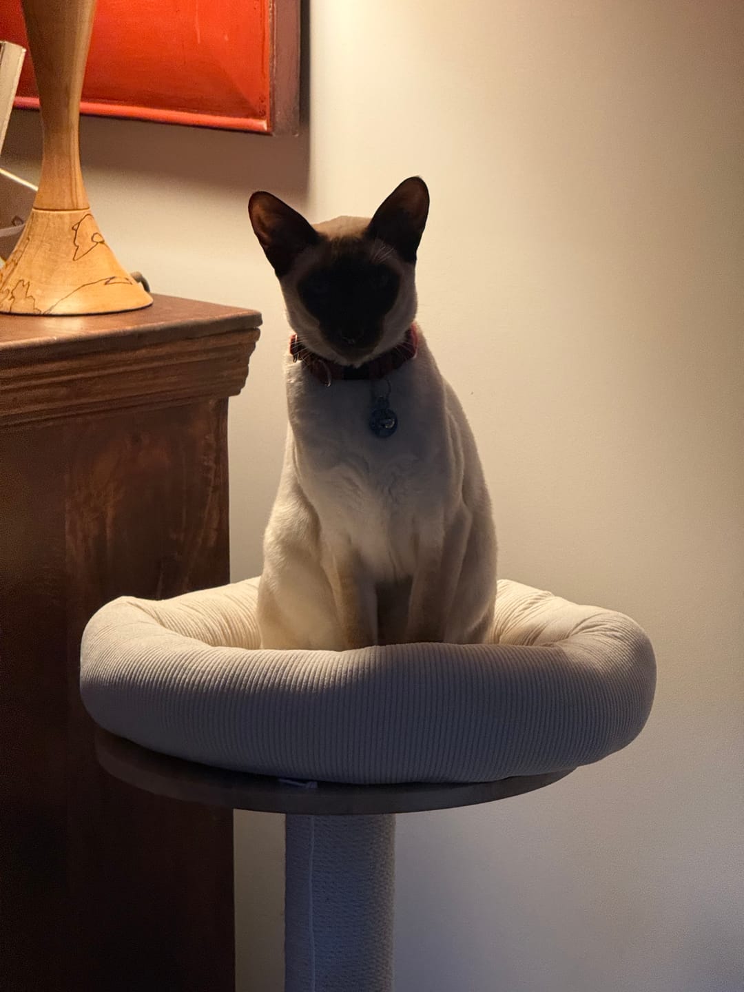 Customer photo review of 3-Tier Wooden Cat Tree with Scratching Posts & Play Features