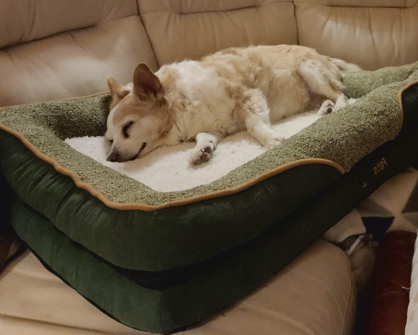 Customer photo review of Pets Gear Orthopedic Dog Bed