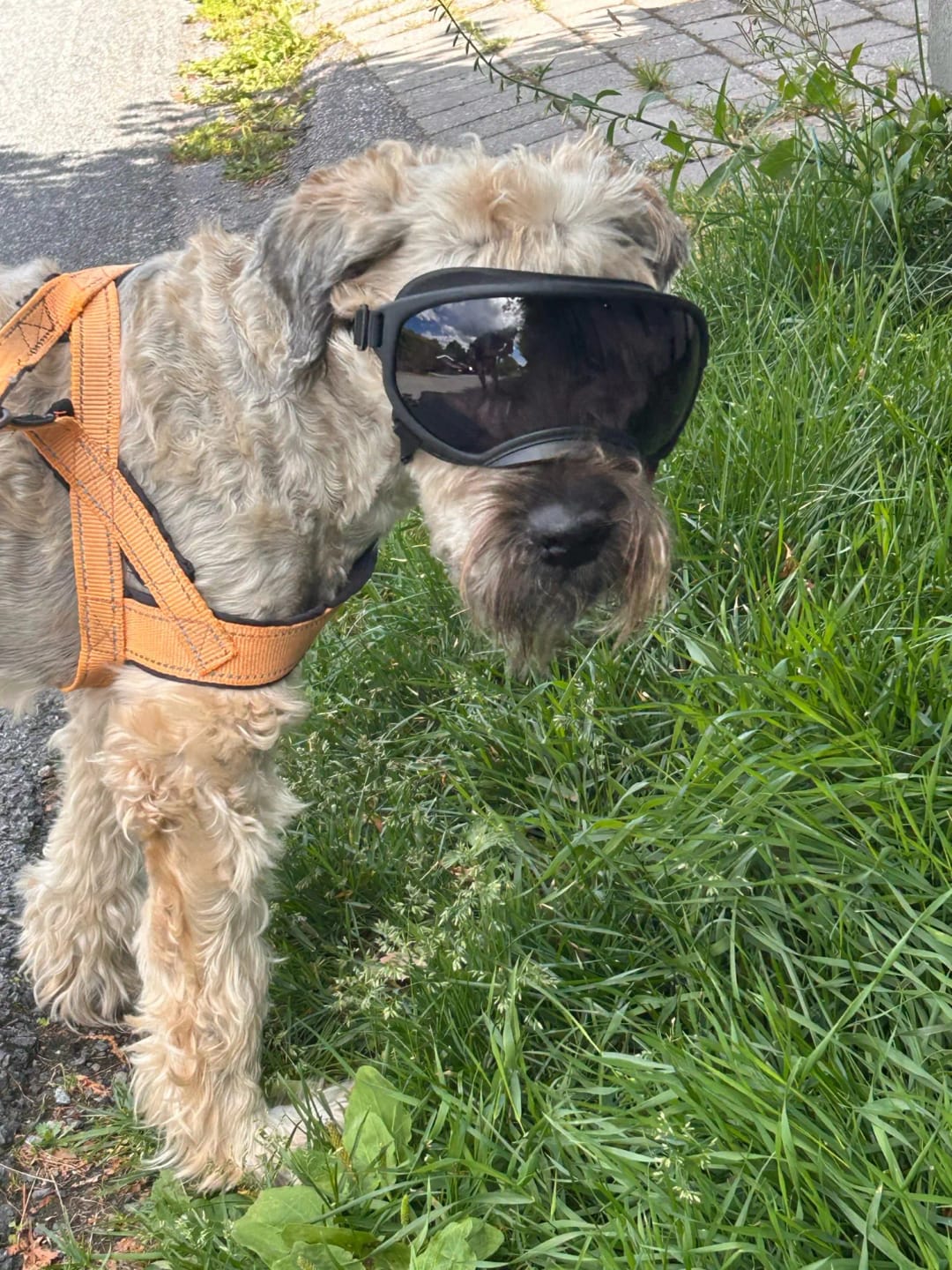 Customer photo review of CANLUX Pet - Gafas para Mascotas