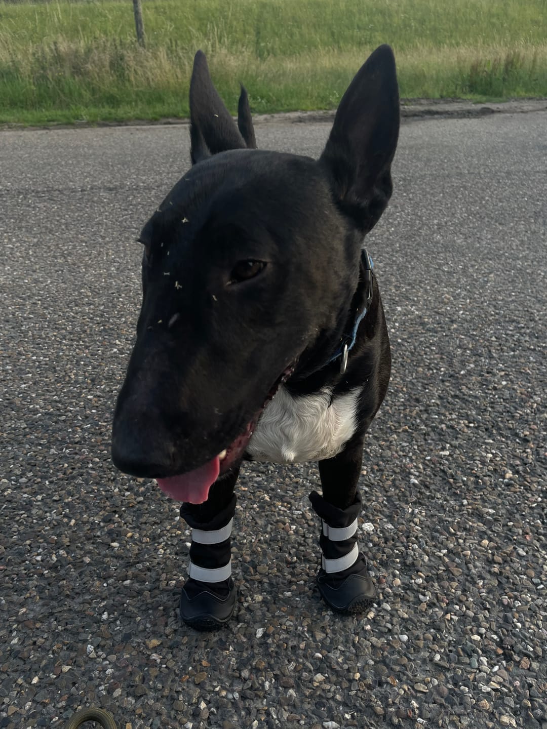 Customer photo review of Dog Rainboots, Waterproof Dog Shoes - Black