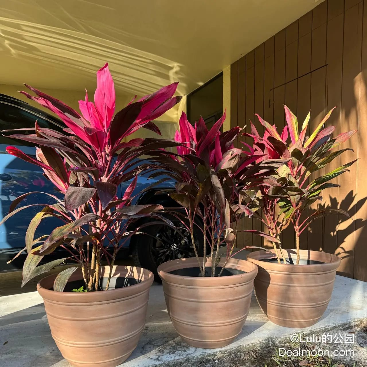 Customer photo review of 🔥Last Day 50% OFF🔥Large Realistic Artificial Boston Fern & Dragon's Blood Tree Plants