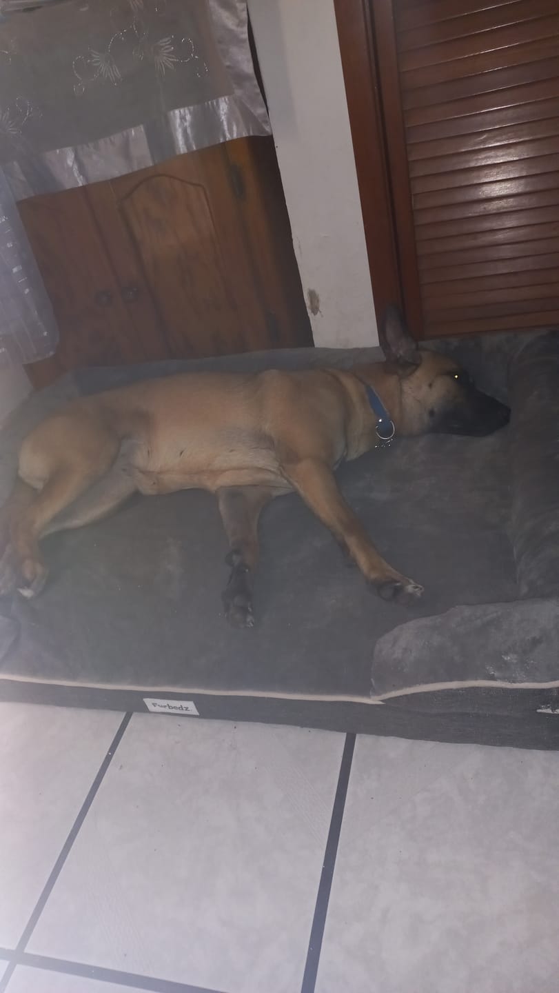 Customer photo review of Cama Ortopédica para Perros