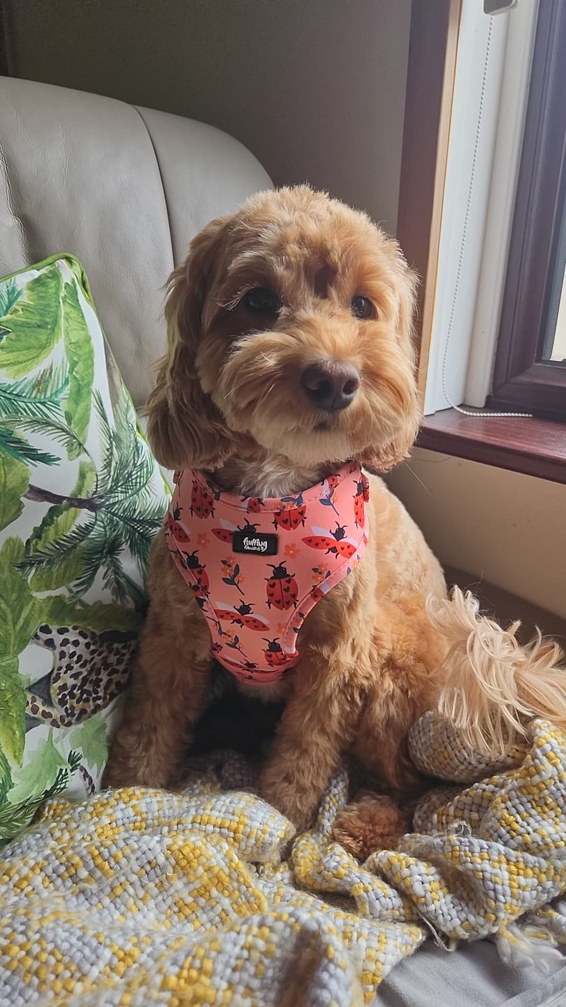 Customer photo review of Adjustable Dog Harness - Snug As A Lady Bug