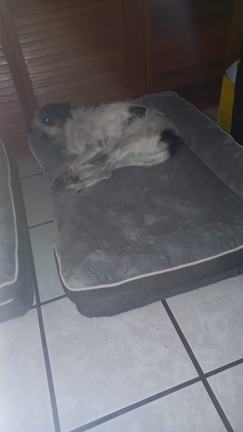 Customer photo review of Cama Ortopédica para Perros