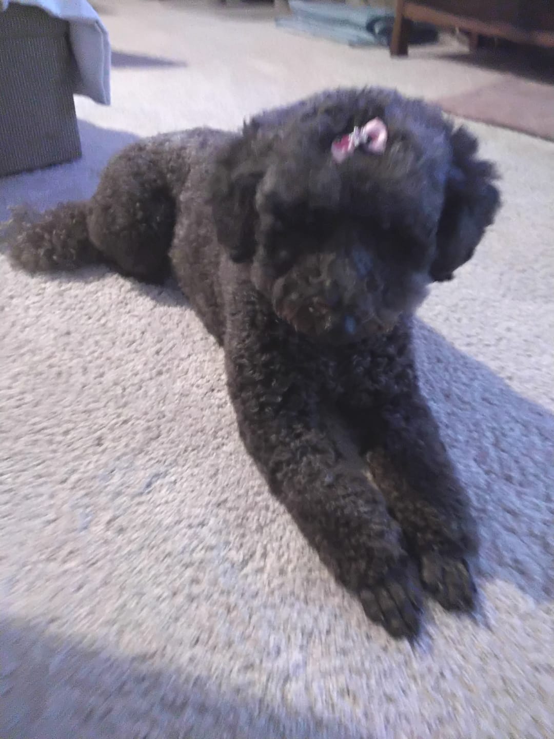 Customer photo review of Bravecto Chew for Medium Dogs 10-20kg - Green
