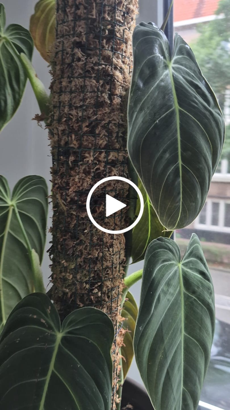 Customer video review of Sphagnum Moss