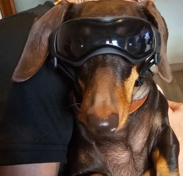 Customer photo review of CANLUX Pet - Gafas para Mascotas