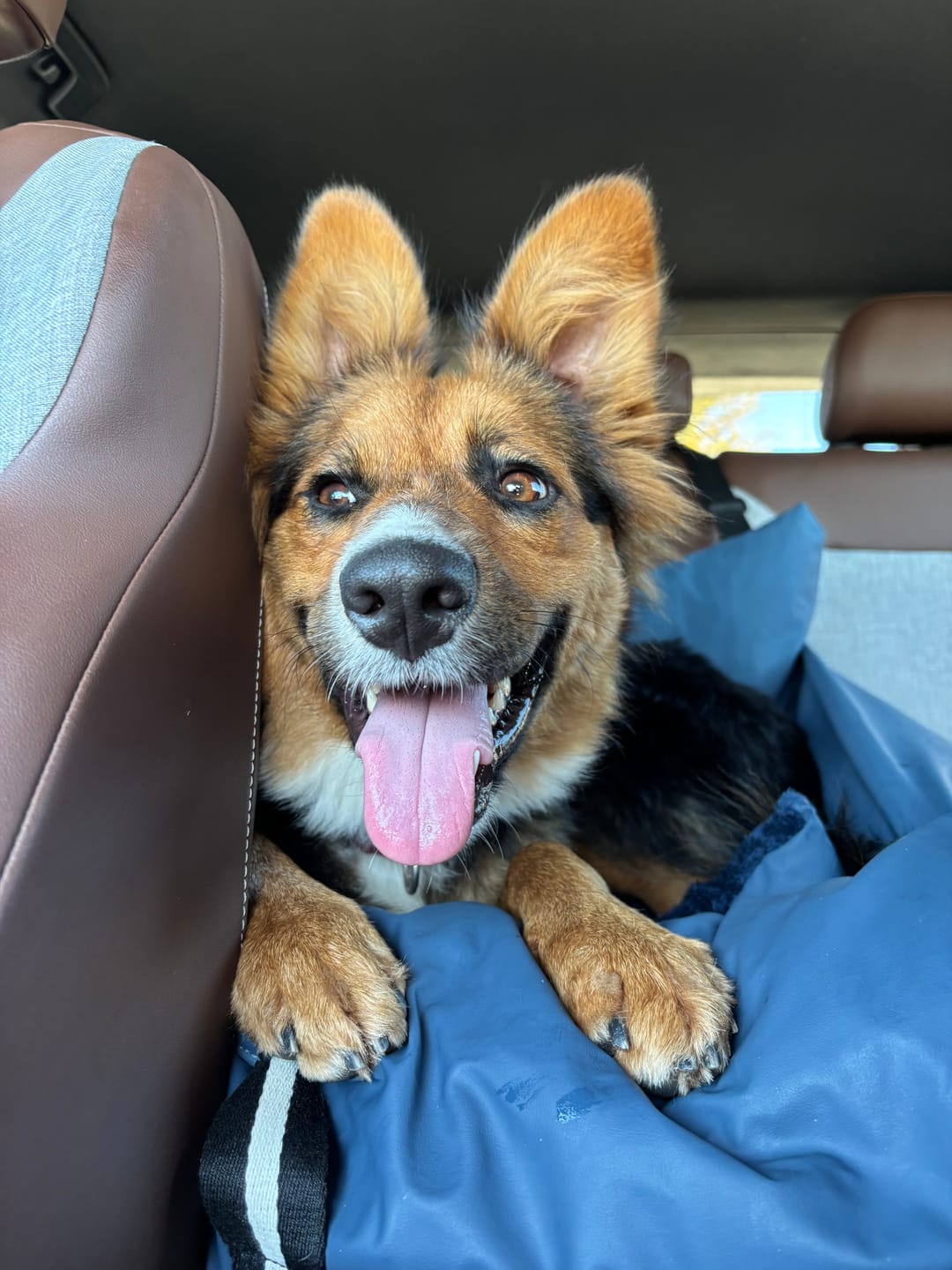 Customer photo review of Dog Dock V2 New & Improved LATCH / ISO FIX