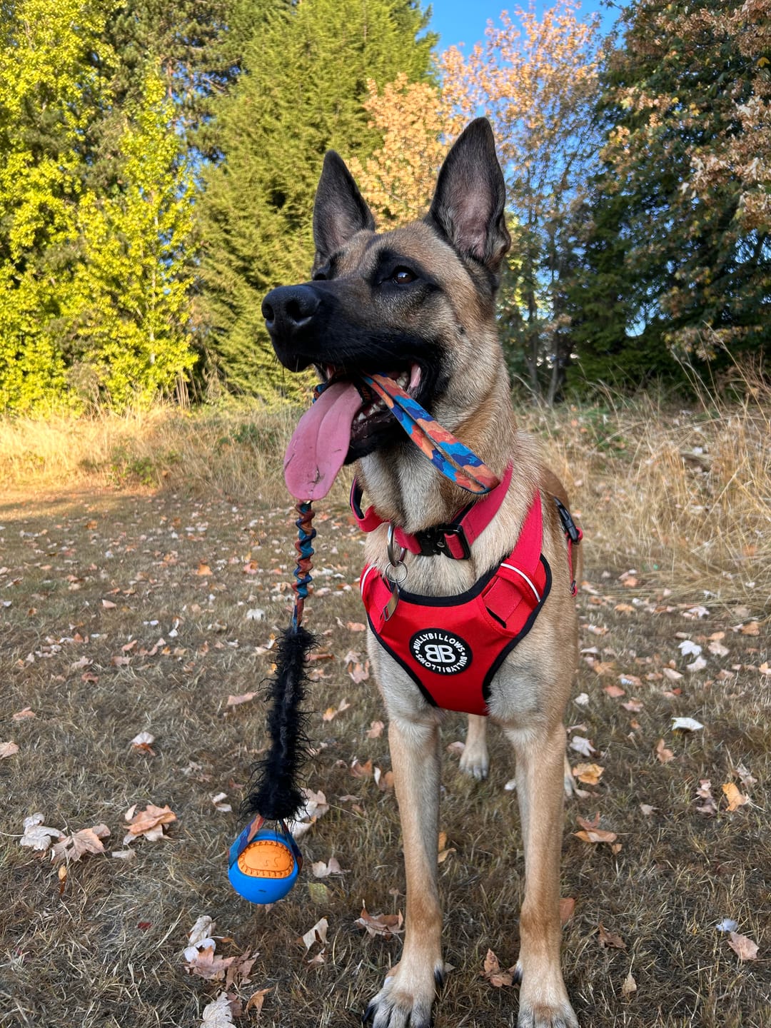 Customer photo review of Training Double Ended Dog Lead | 2m Length -  Red