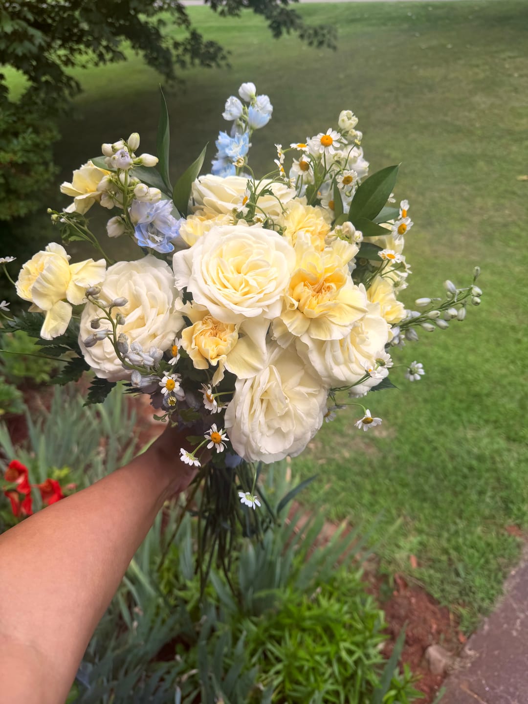 Customer photo review of Alabaster | White Garden Rose