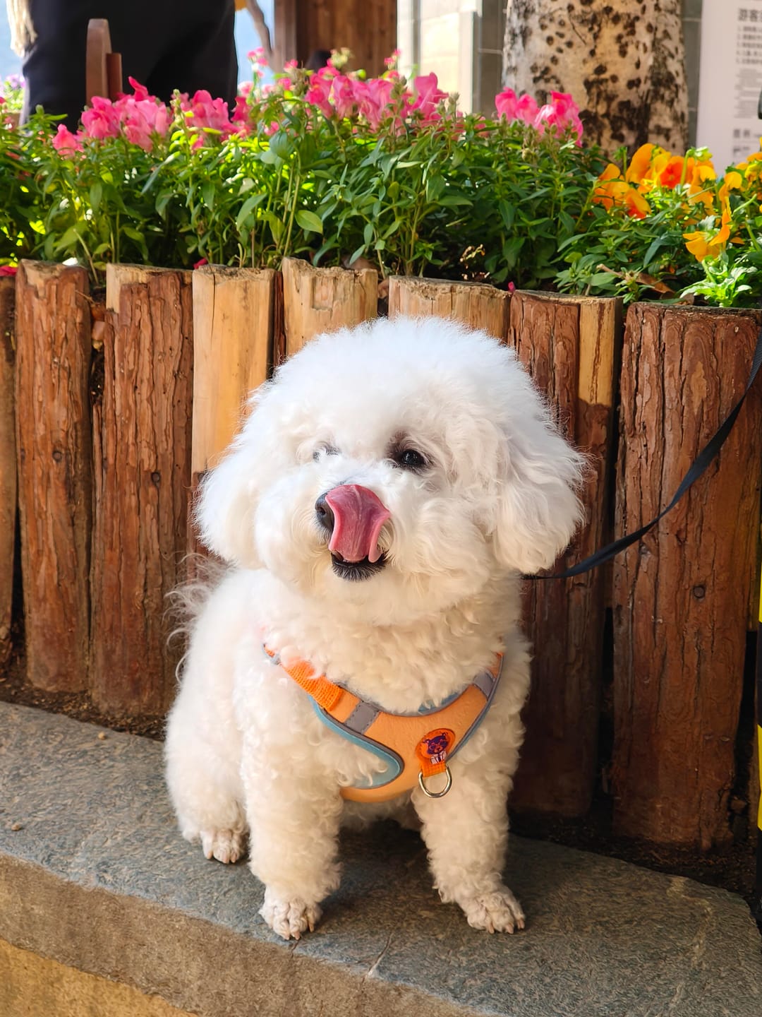 Customer photo review of Reflective No Pull Dog Harness