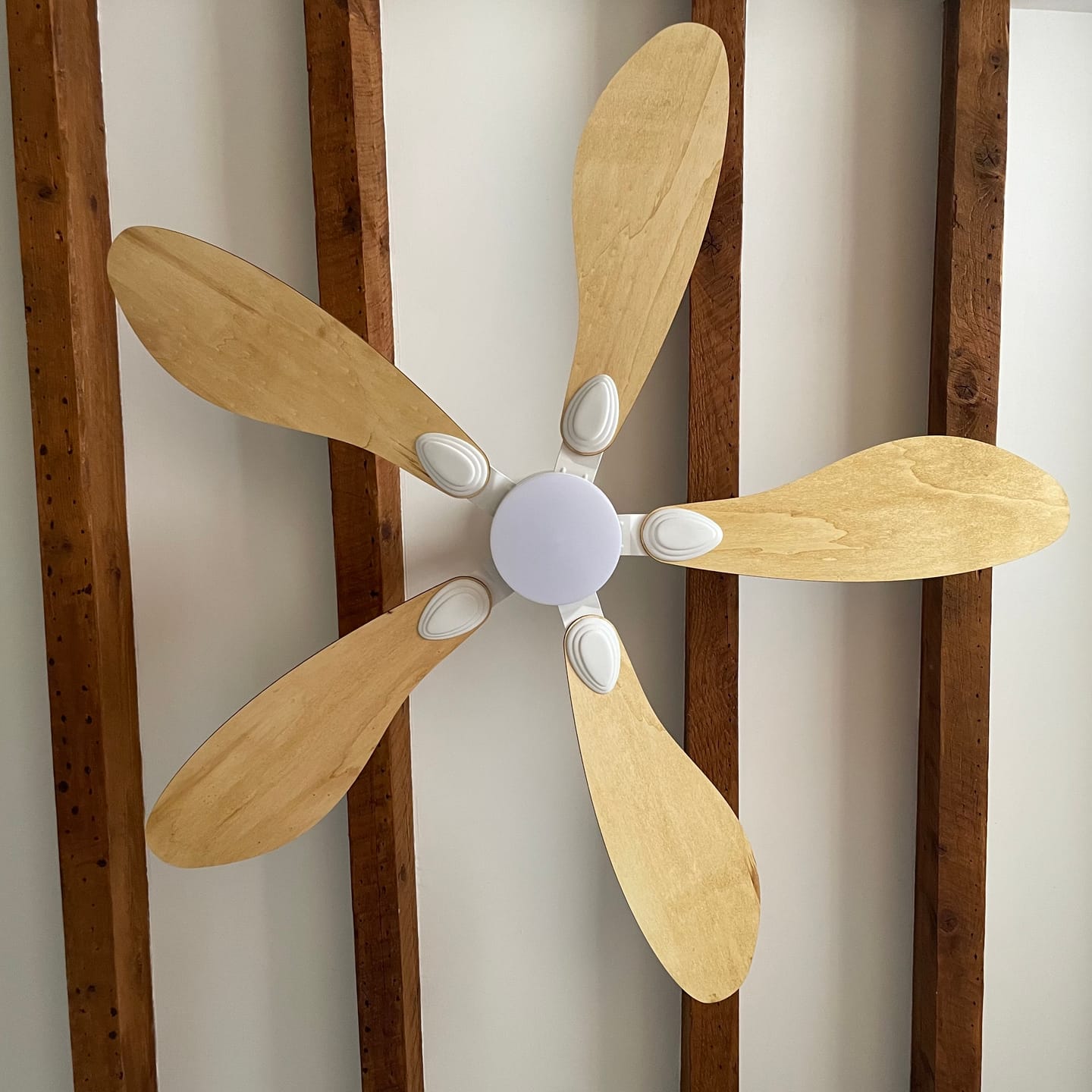 Customer photo review of Libellule teinté Chêne | Ventilateur de plafond