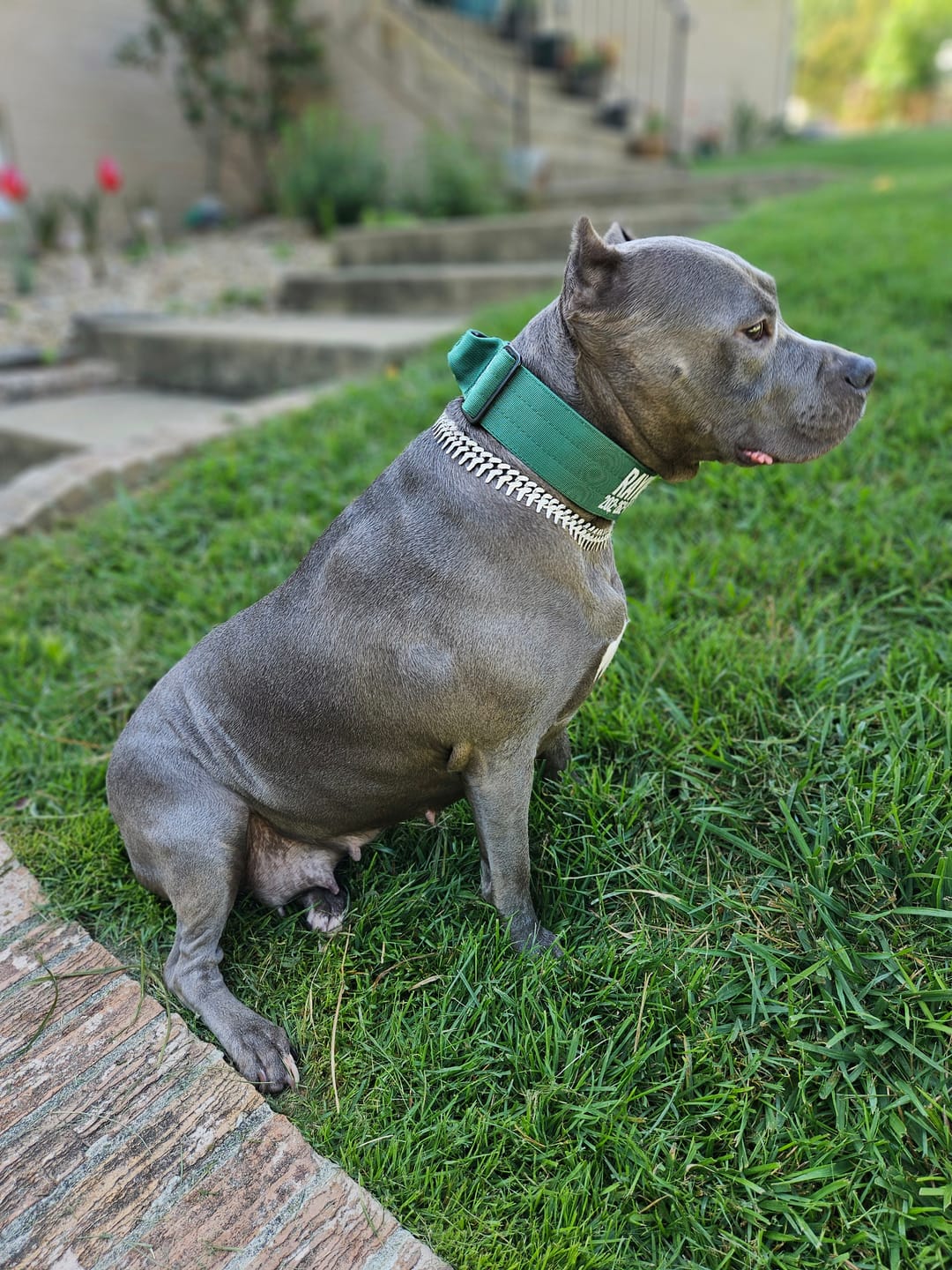 Customer photo review of Red Bully Proof Collar