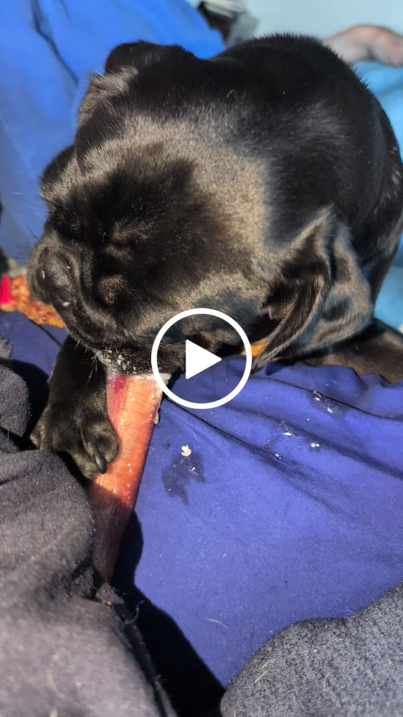 Customer video review of 12 Inch Monster Bully Stick