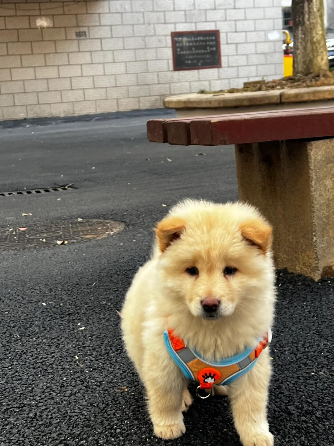 Customer photo review of Reflective No Pull Dog Harness