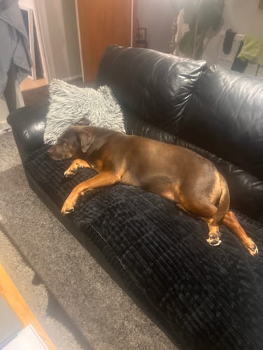 Customer photo review of Cosy Couch - Couch Cover