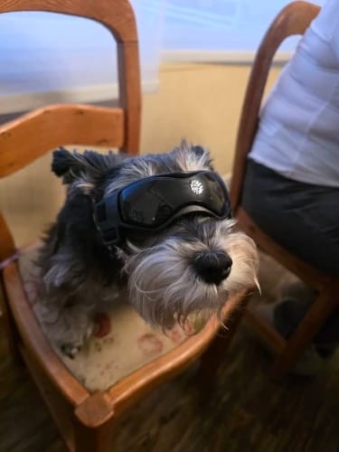 Customer photo review of CANLUX Pet - Gafas para Mascotas