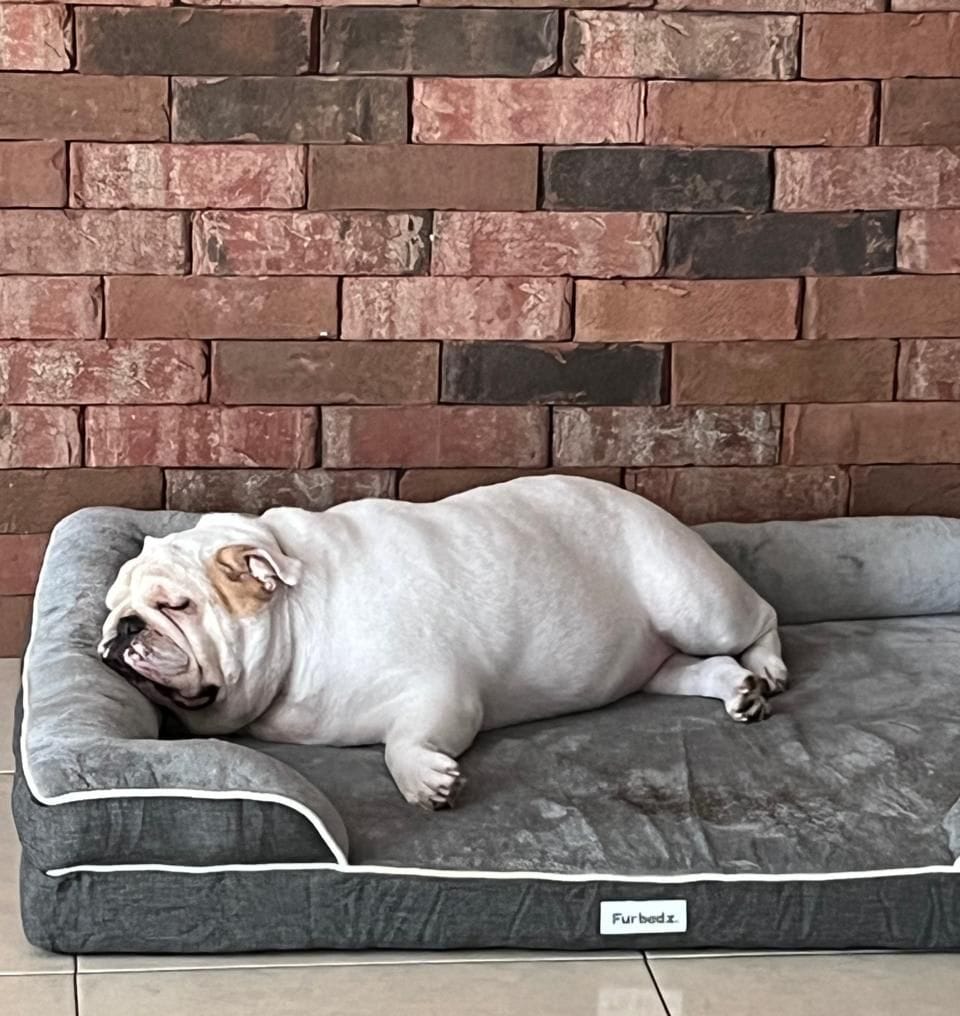 Customer photo review of Cama Ortopédica para Perros