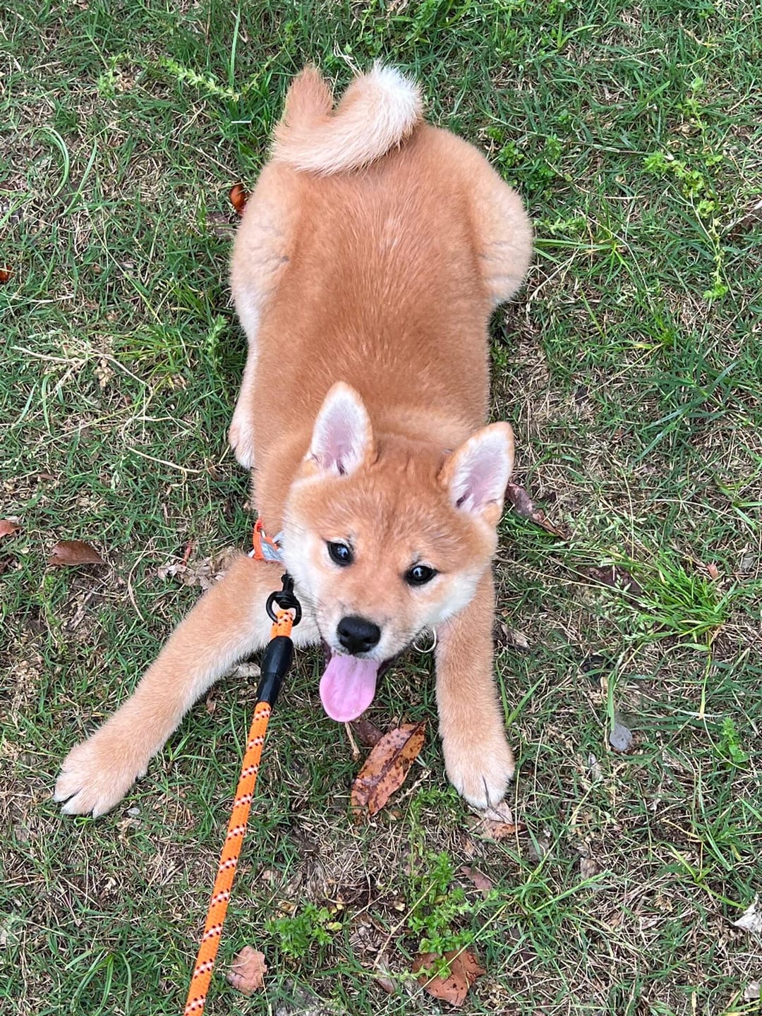 Customer photo review of Reflective No Pull Dog Harness