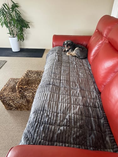 Customer photo review of Cosy Couch - Couch Cover
