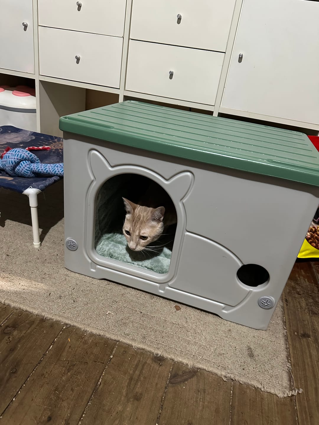 Customer photo review of Outdoor Indoor Dogs Cats Kennel Plastic Puppy Pet House Weatherproof