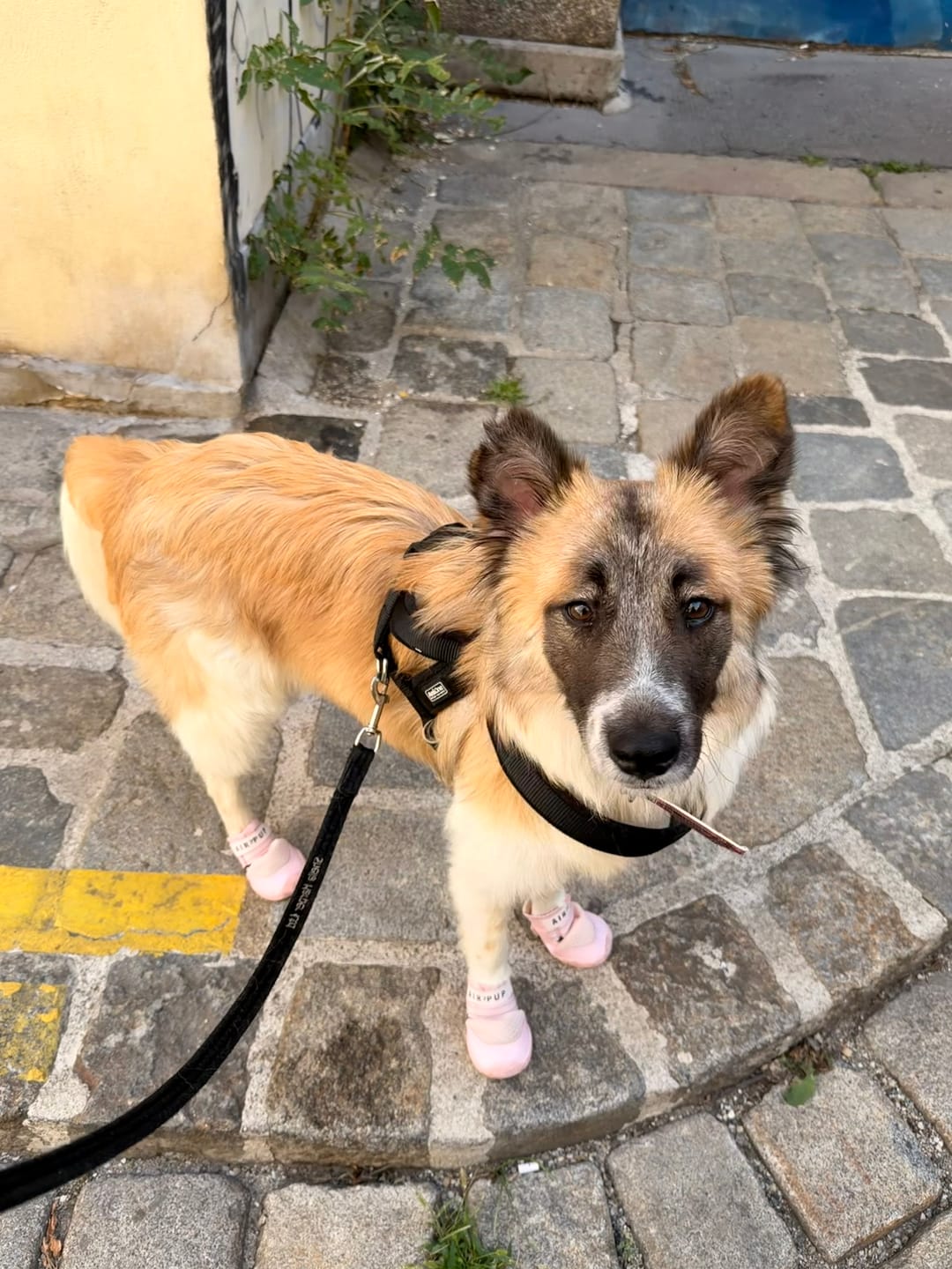 Customer photo review of AIR PUP DOG SHOES - SET OF 4