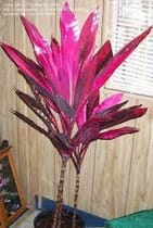 Customer photo review of 🔥Last Day 50% OFF🔥Large Realistic Artificial Boston Fern & Dragon's Blood Tree Plants