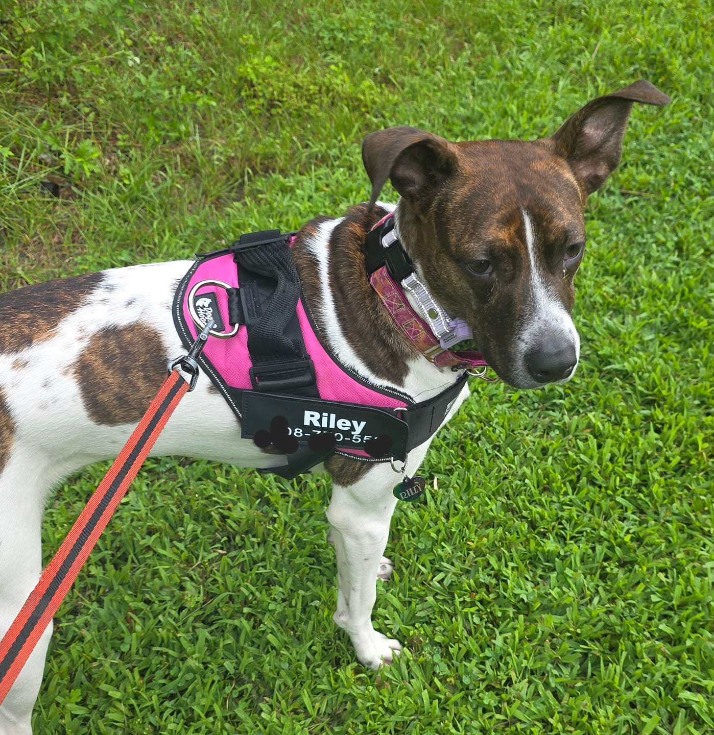 Customer photo review of Personalized Dog Harness