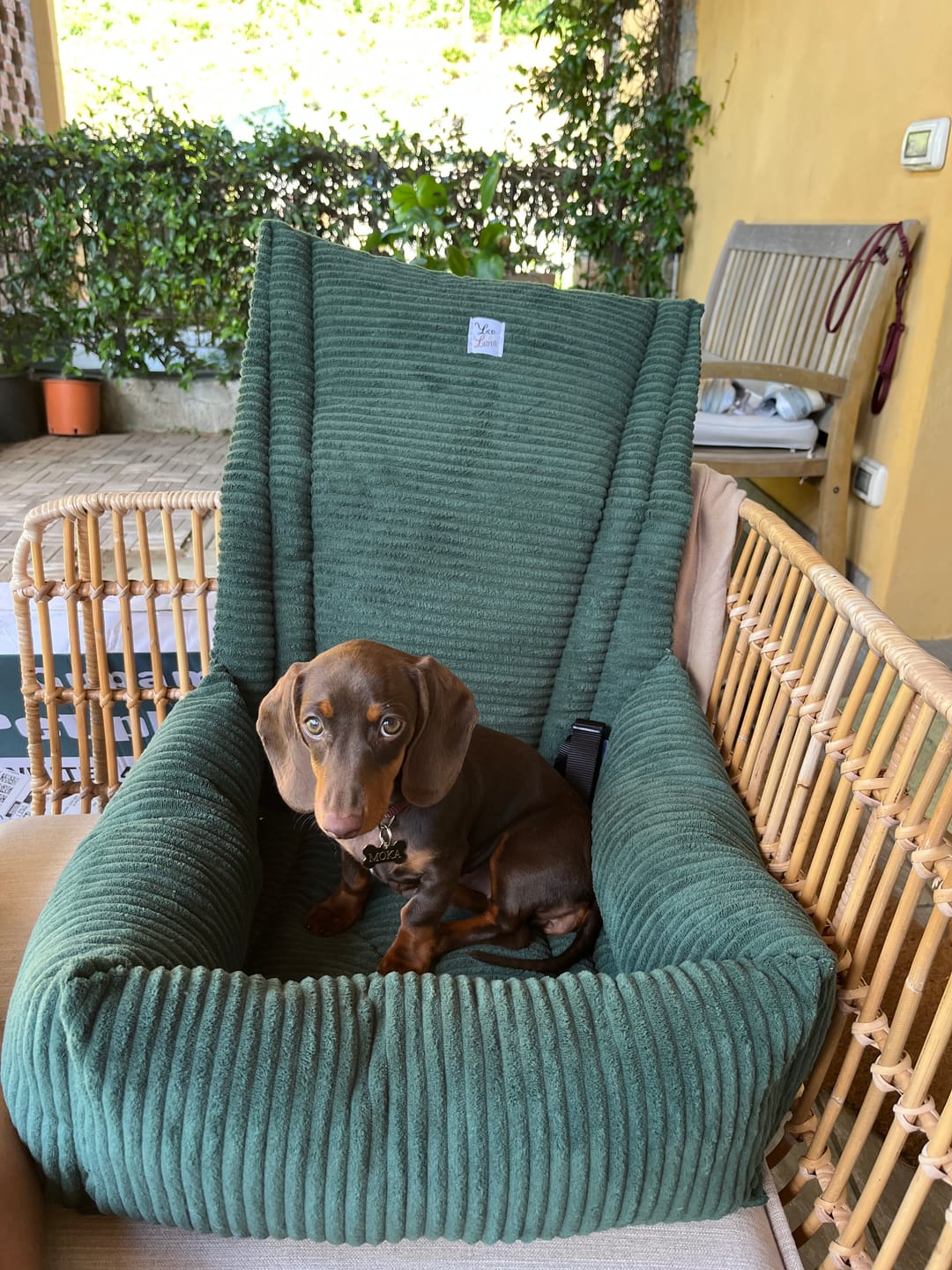 Customer photo review of Seggiolino Auto Velluto a Coste Marrone