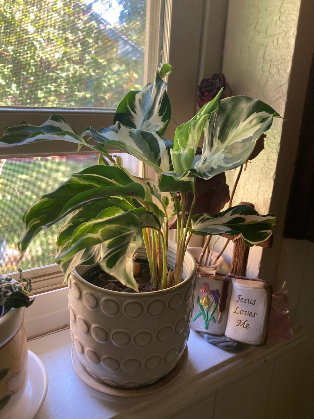 Customer photo review of Calathea Fusion White in a 4" Nursery Pot