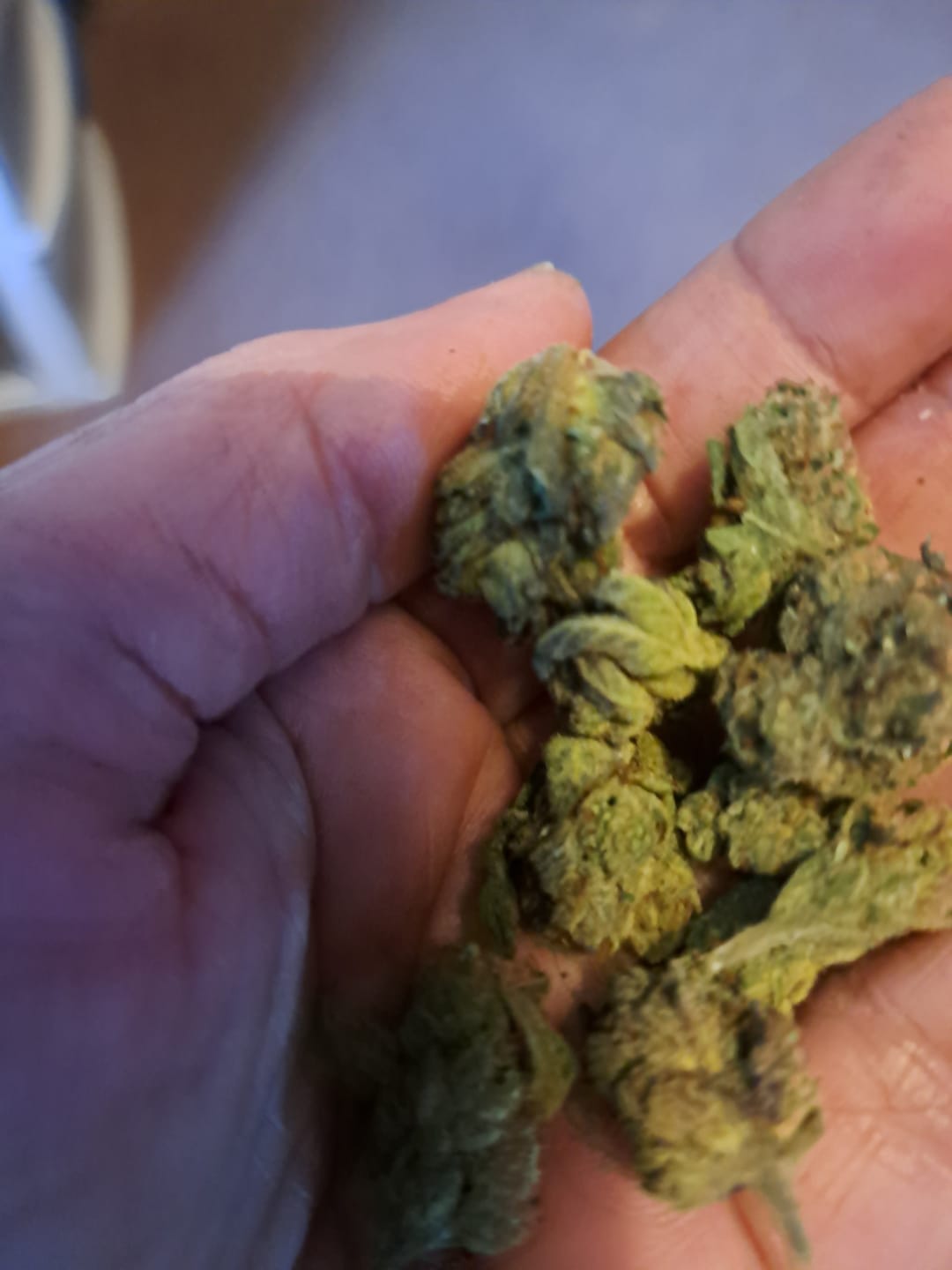 Customer photo review of Light Assist THCA Smalls