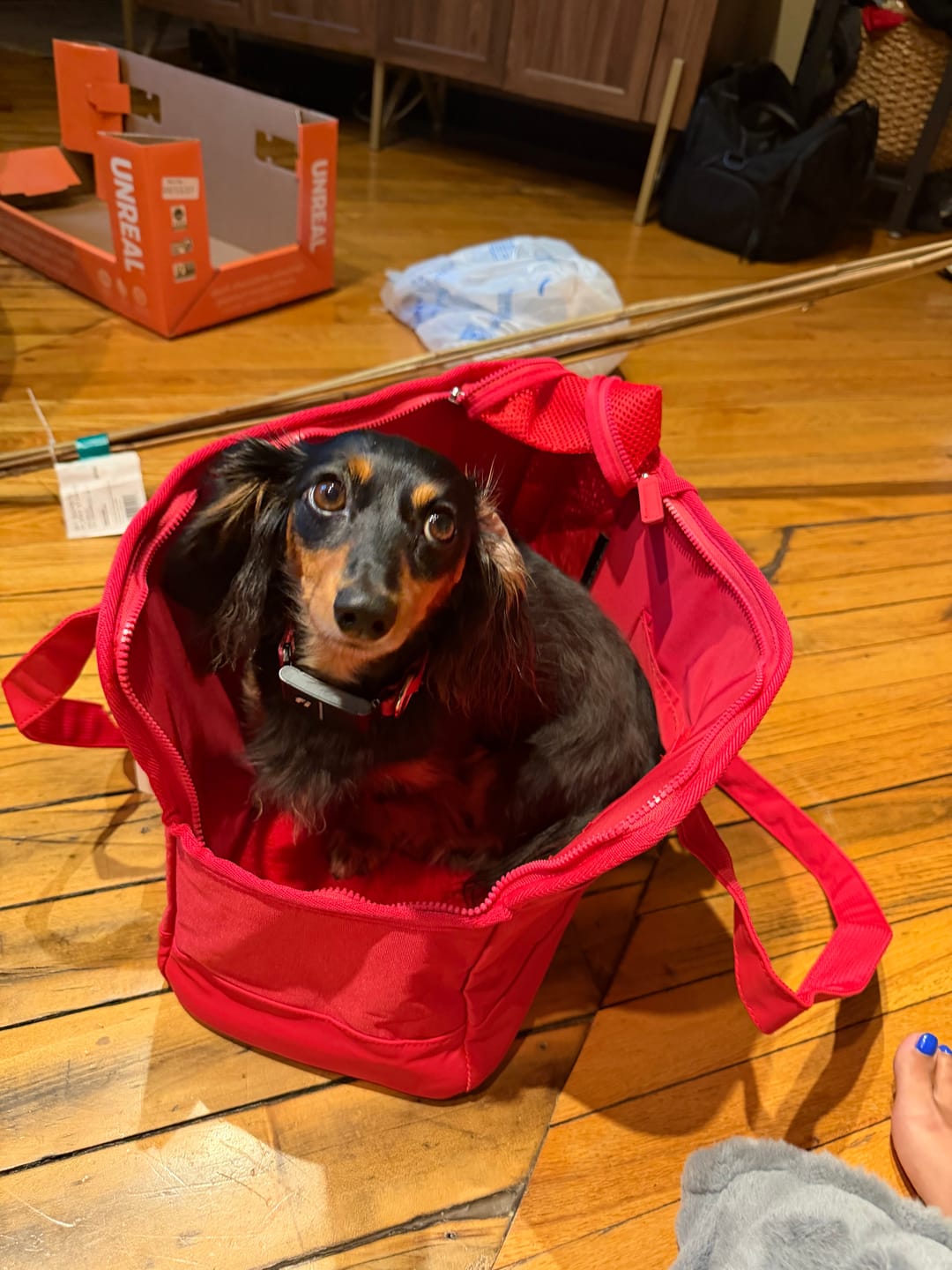 Customer photo review of Rouge Berry Pet Tote Bag — Limited edition