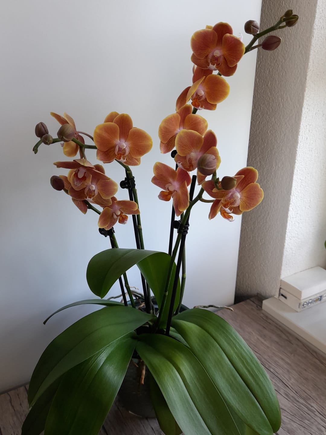 Customer photo review of Phalaenopsis Dame Etna mit orange-gelben Blüten und 2 Rispen