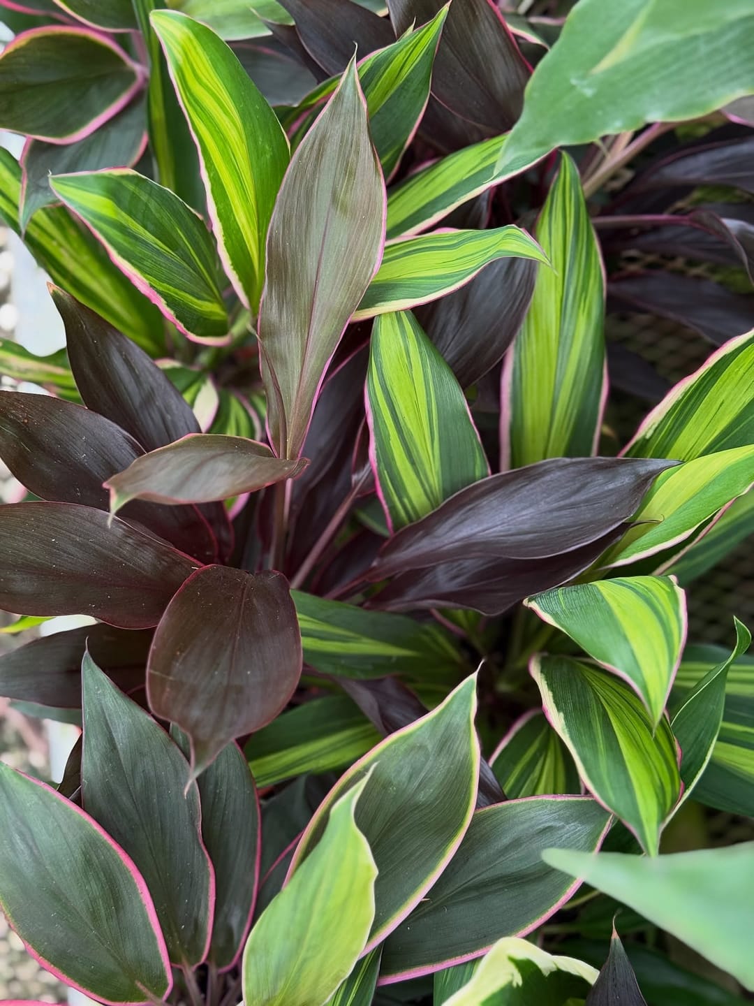 Customer photo review of 🔥Last Day 50% OFF🔥Large Realistic Artificial Boston Fern & Dragon's Blood Tree Plants