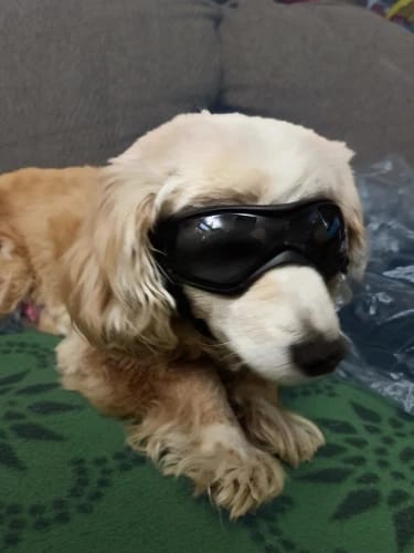 Customer photo review of CANLUX Pet - Gafas para Mascotas