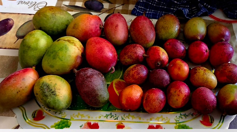 Customer photo review of Baby-Mango Mix "Wild Wonders" von Julian