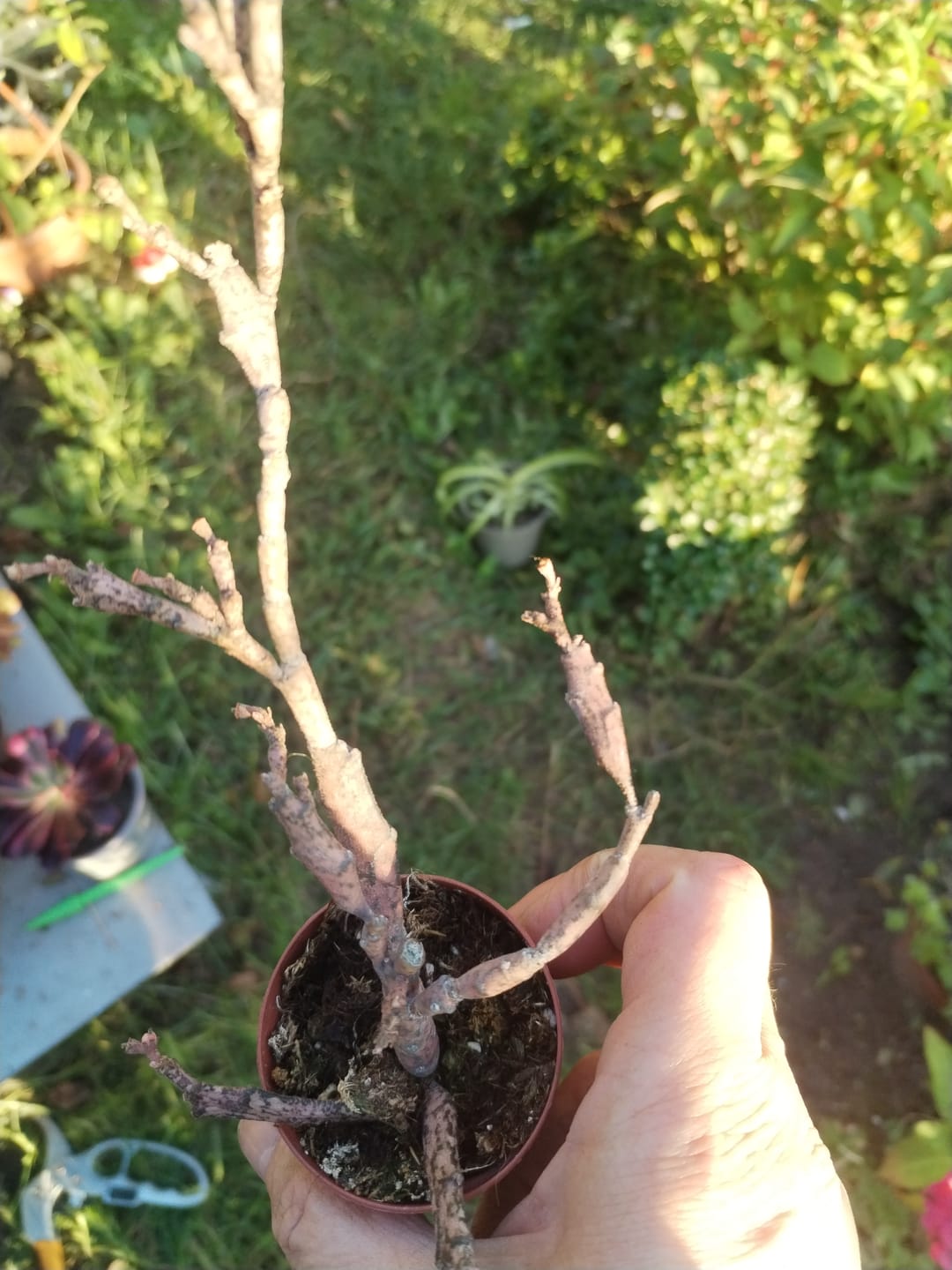 Customer photo review of Euphorbia platyclada