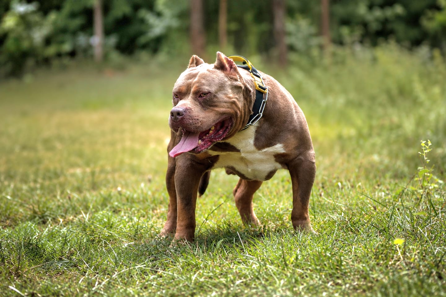 Customer photo review of 5cm Lighter Combat® Collar | With Handle & Secure Clip - Black x Yellow