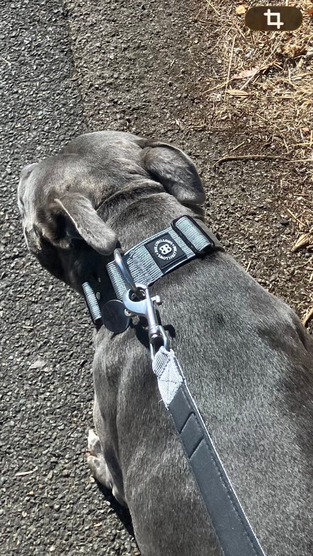 Customer photo review of Snap Hook Clasp Lead - Metal Grey