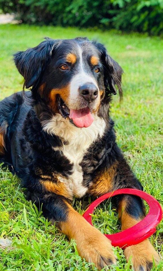 Customer photo review of Magen-Darmkräuter  für Hunde - Sonnenaufgang