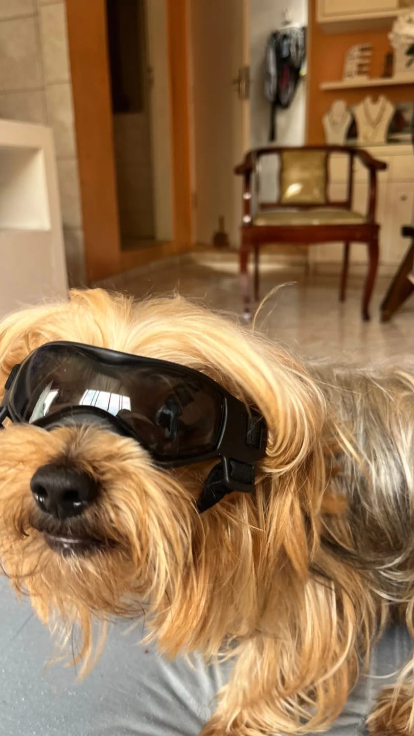 Customer photo review of CANLUX Pet - Gafas para Mascotas