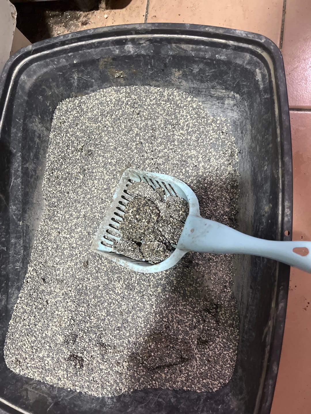 Customer photo review of Arena Minino 16kg - Carbón Activo