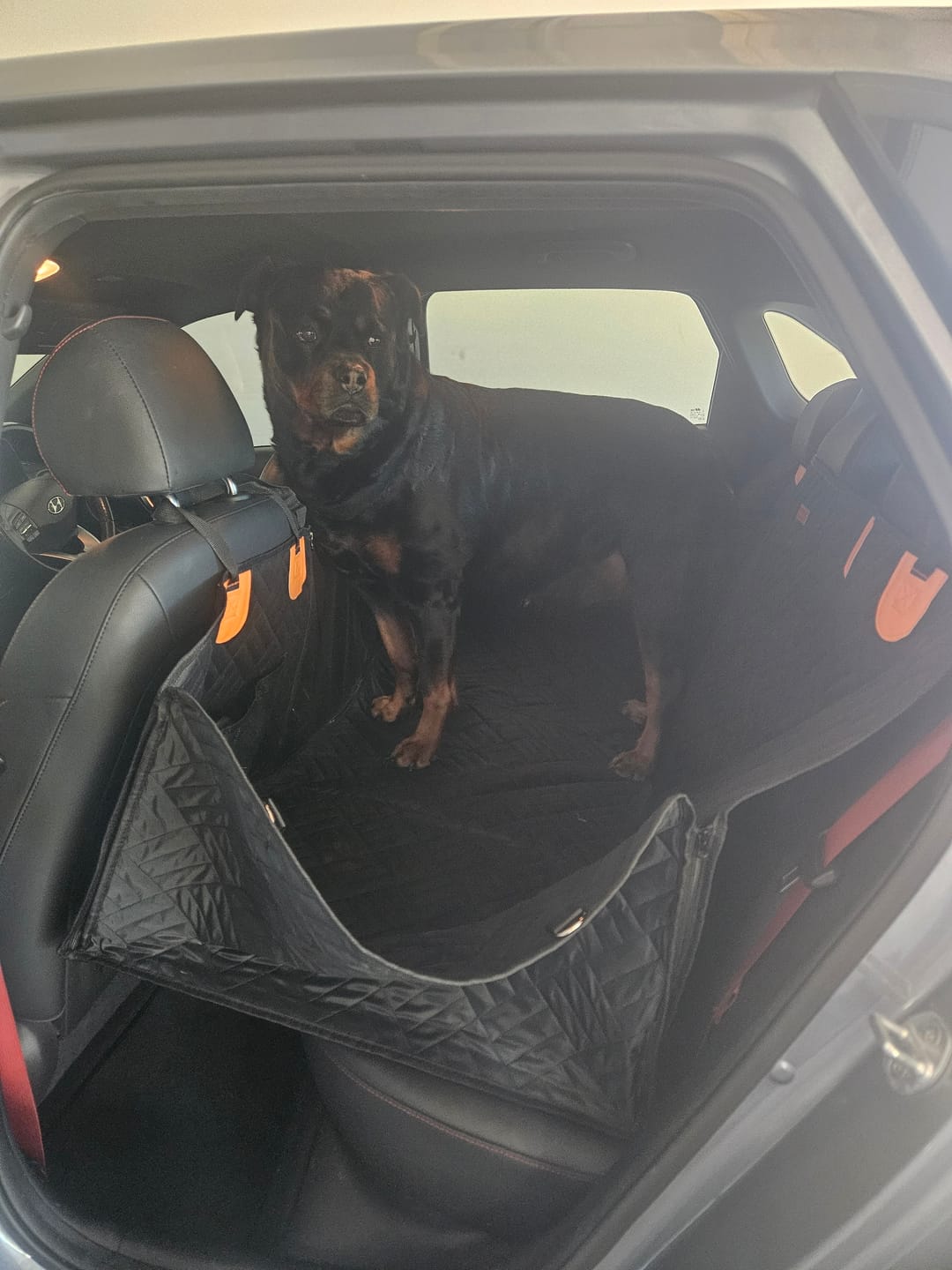 Customer photo review of Companion&Co™ Hard Bottom Car Seat Cover